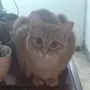nicoo_68