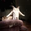 mygoatlife