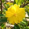 henri_002