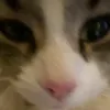 vaniljamisty