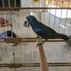 vini.doazulao0