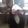 indys_hat