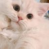 catcaty645