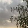maha_78332