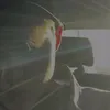 nomefigodaaccount