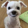 benchamatdonrasi