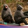 cumaakungabut64