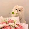 hareem_alfaqiroh120
