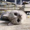 carlsaysmeow