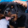 @rott_delascolinas
