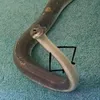 ccwhiitesnake