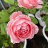 aunya.rose