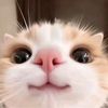 malawww1616
