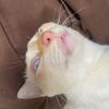 khaitomcat