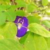 monishaislam67