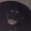 cocodrilo.en.llamas