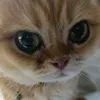 nguyetminh_ht