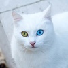 itswhitecat