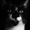 puma.gatin
