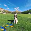 mirka_puppy
