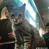 kitperuteh