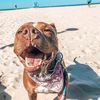 petsofparadise