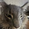 unknowncats7