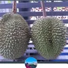 akbarmarsyah_