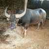 kyawnaing6515