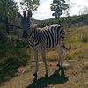 wild_zebraa