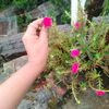 shmiuakter4