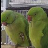 stargreen722