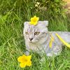 seoul.area.xania._cat