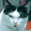 olliedawuf
