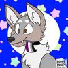 coyhuahua_tea