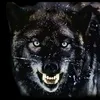 black_wolf_763