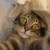 alishahzad.4546