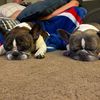 ilovefrenchies123