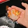 duynhutgoldfish