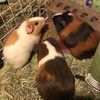 guinea_and_the_others