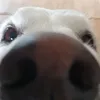 simbafanpage1.0