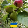 ritvahakala462