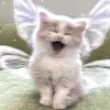 nami.mlbb