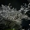 phllyj