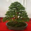 phongdo2811