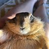 prairie_dog_lover