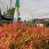 dnyaisyarsya