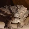 inquisitive_earthworm