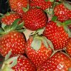 cicak_geprek10
