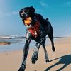 harleygsp